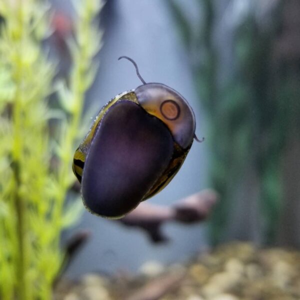 Caracol cebra nerita en la pared de cristal del acuario