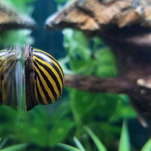 Zebra Nerite Snail in aquarium glass