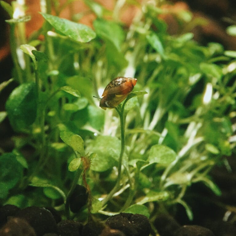 regular maintenance to prevent bladder snails