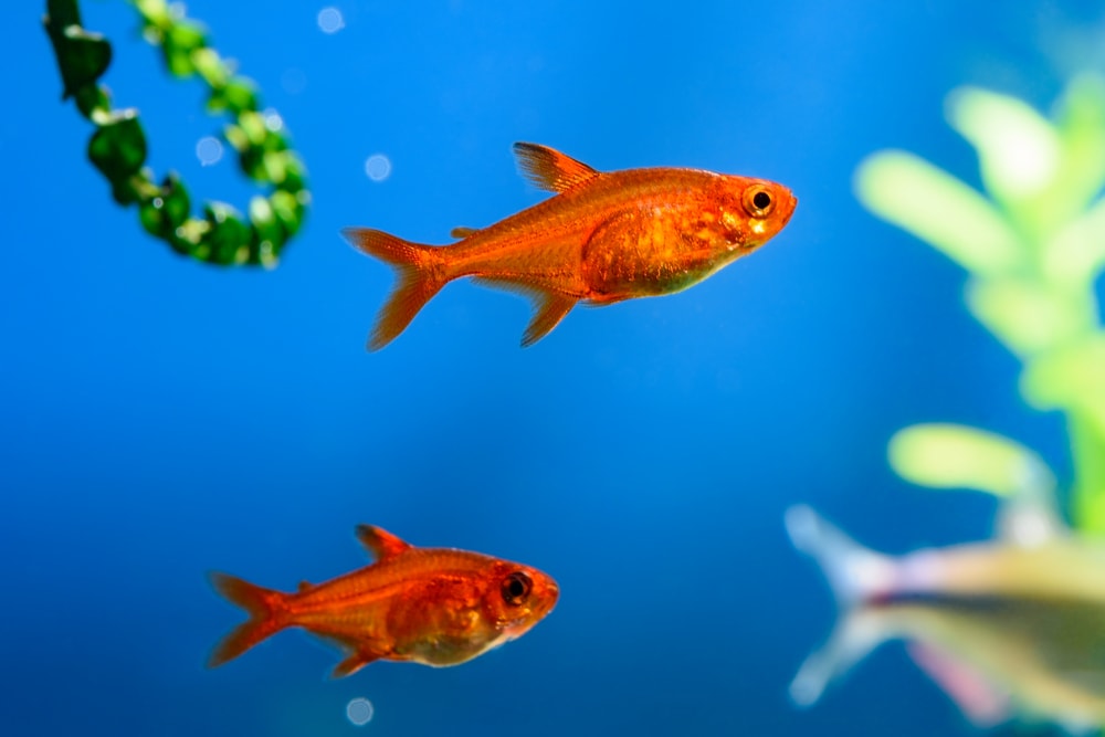 neon and ember tetras care