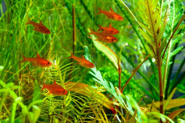 Group of Ember Tetras in fresh water