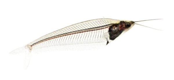 Clear photograph of a Glass Catfish in white background