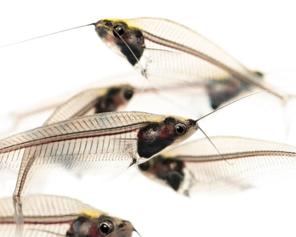 Clear and close-up photograph of Glass Catfishes
