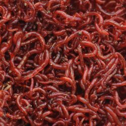 Bloodworms is common food for aquarium fish