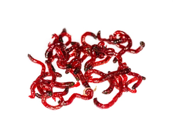 bloodworms in white background