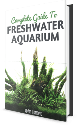 Complete Guide to Freshwater Aquarium