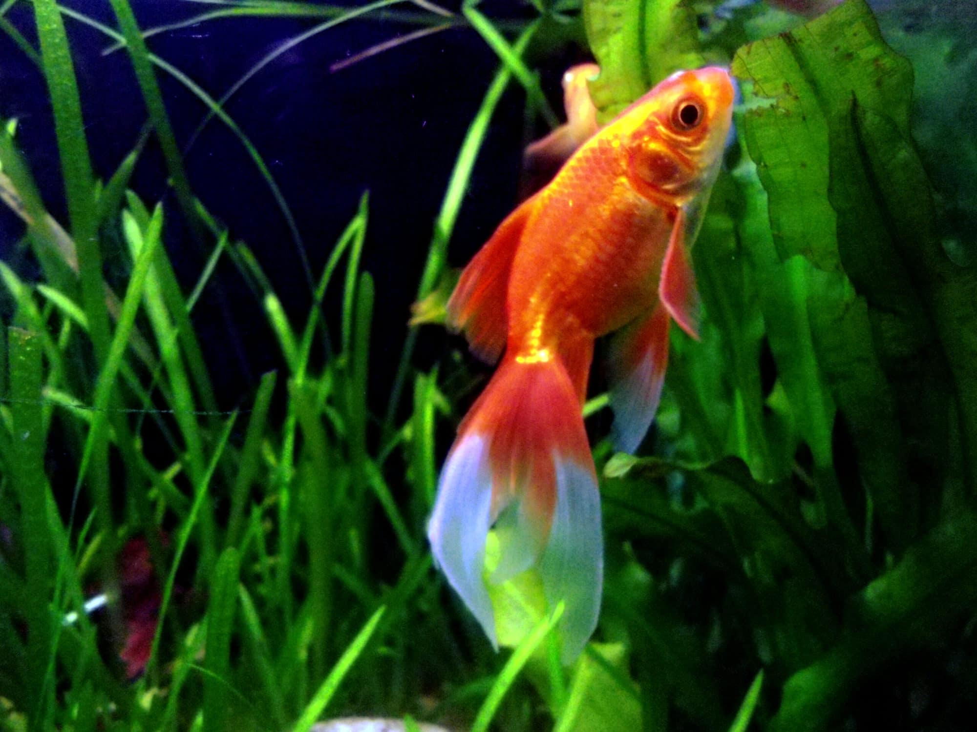 Carassius Auratus Goldfish at Meenalokam aquarium
