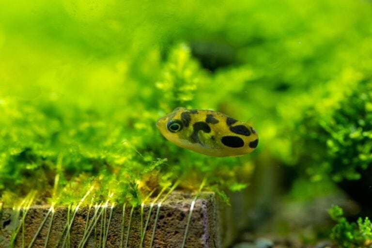 Dwarf Pufferfish The Ultimate Care Guide The Aquarium Guide