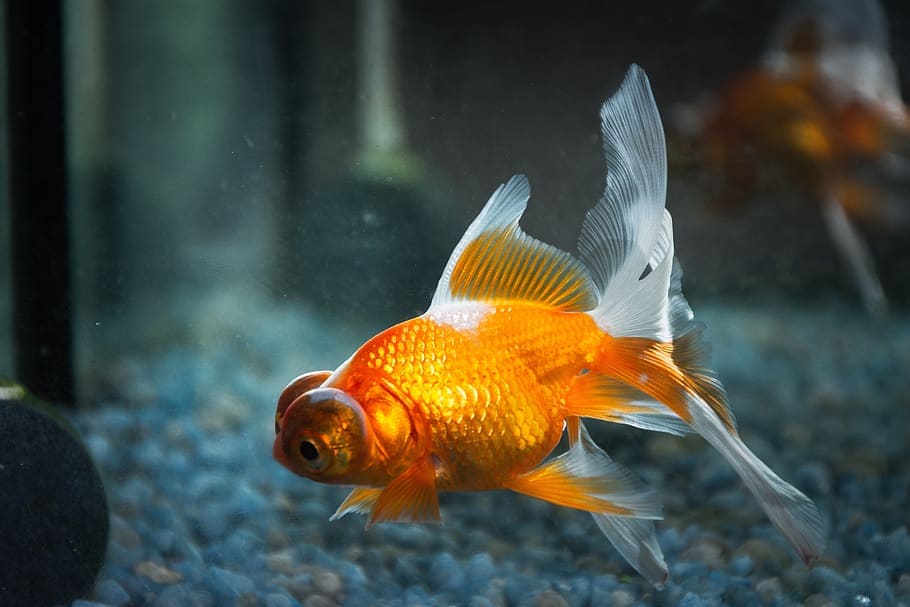 Goldfish swimming around in a tank