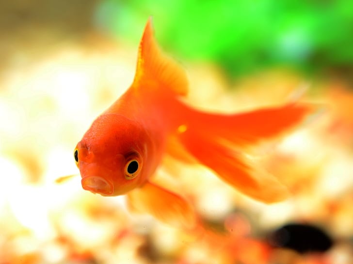 Goldfish underwater