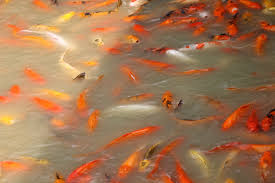 Group of Gold fishes