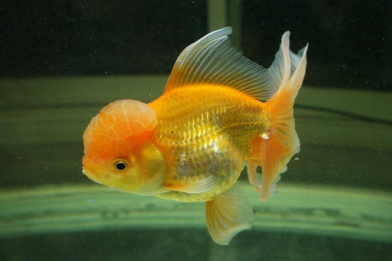 Oranda Goldfish underwater