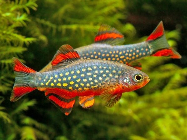 Freshwater Aquarium Fish