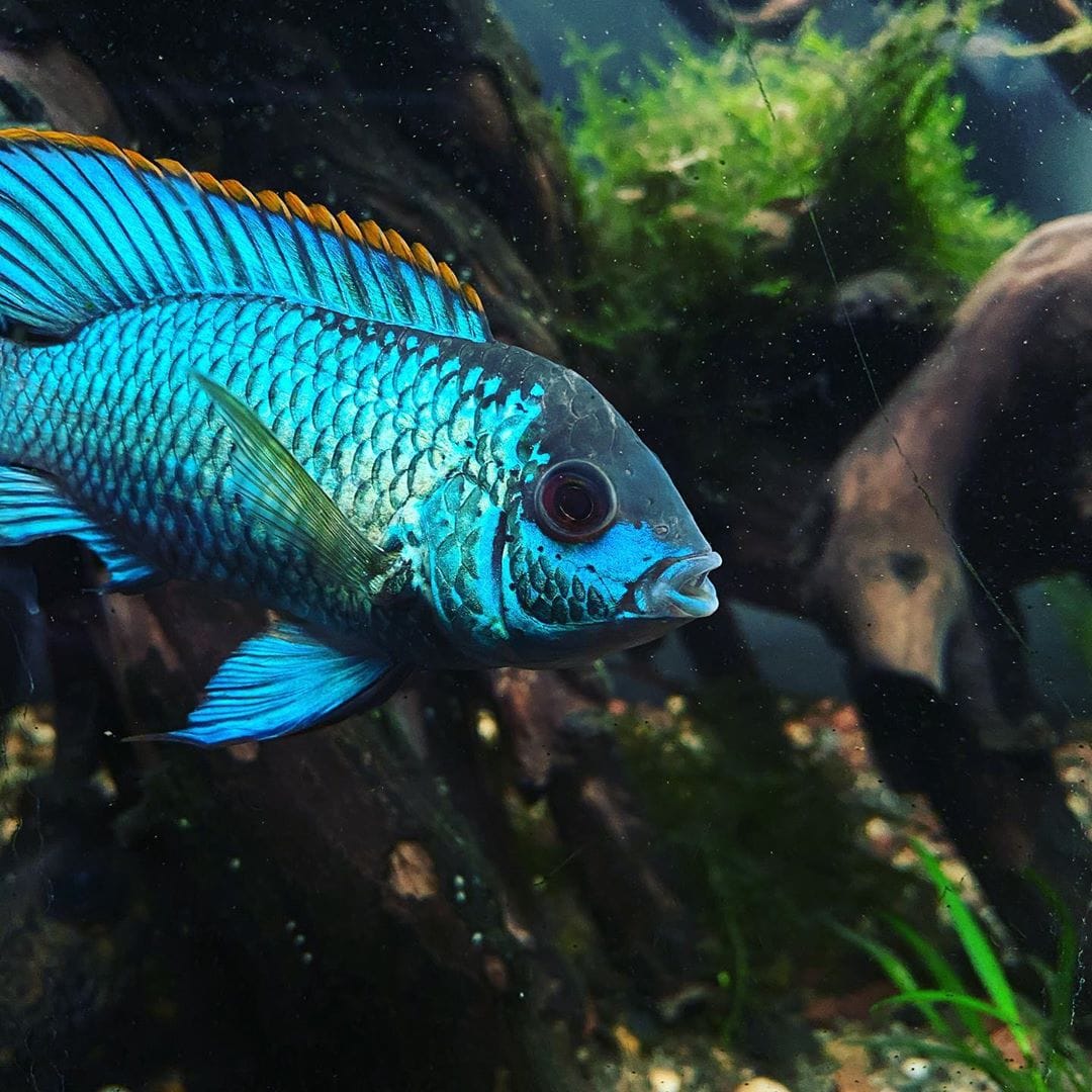 Electric Blue Acara The Complete Care Guide Wzaquarium 8004