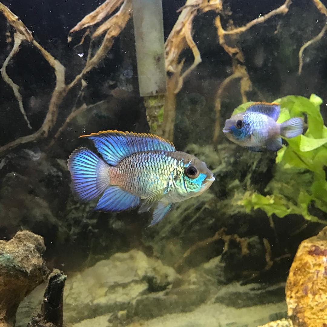 Electric Blue Acara Care Guide Breeding Tank Size Disease