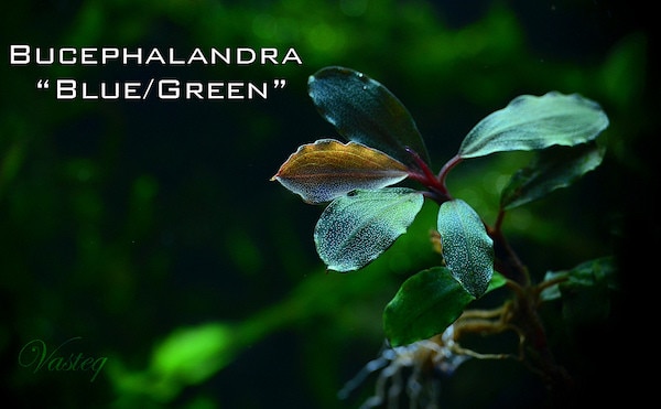 bucephalandra