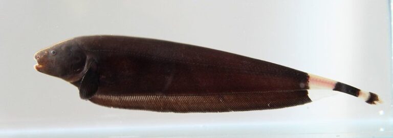 Black Ghost Knife Fish Care Guide: Breeding, Disease, Diet