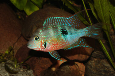 Mexican Fire Mouth (Thorichthys ellioti) - Male