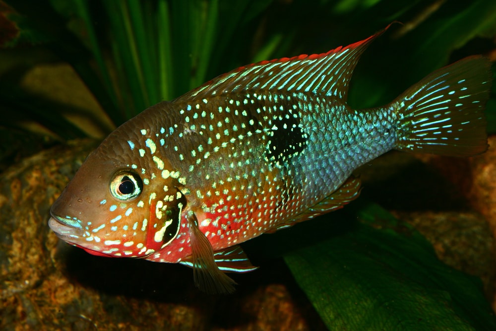 Firemouth Cichlid Care Guide, Breeding, Tank Size & Disease