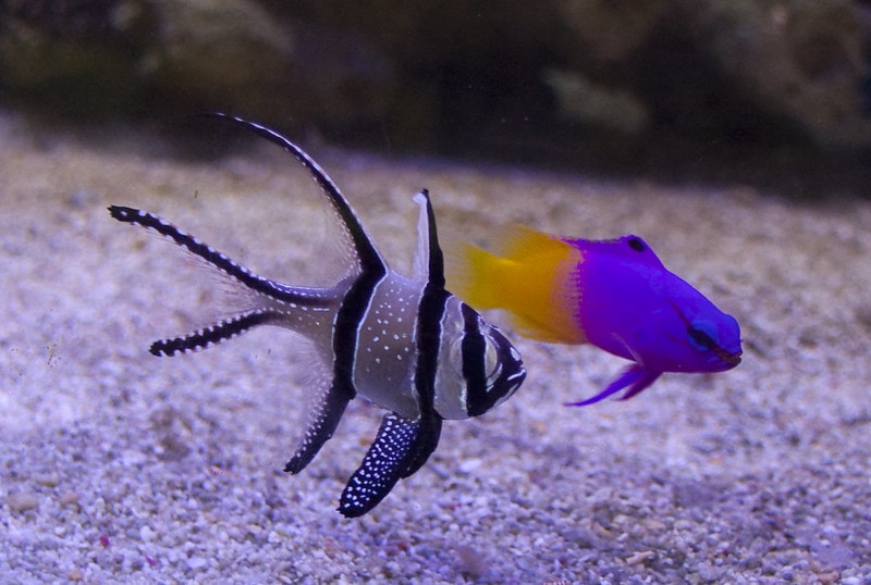 Royal Gramma Care Guide | The Aquarium Guide