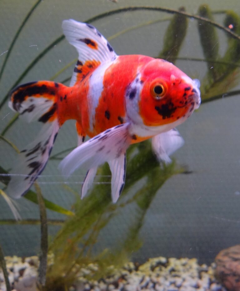 Shubukin Goldfish