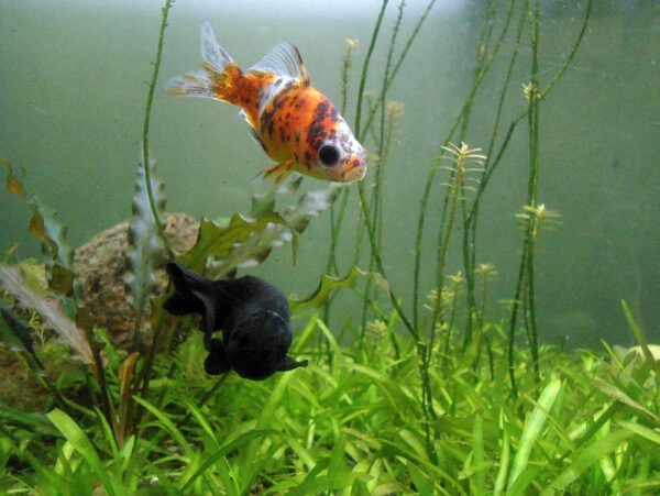 Shubunkin goldfish and black fish at meenalokam aquarium