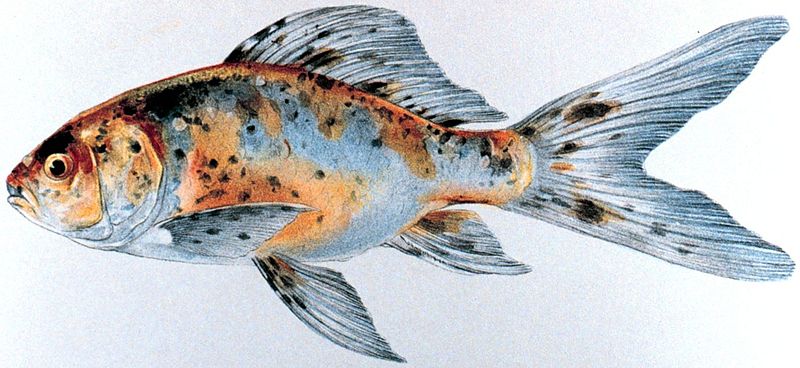 life span for comet fish and telescope goldfish