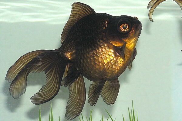 Black Moor Goldfish Appearance