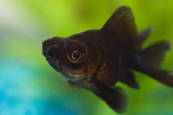 black moor goldfish