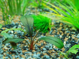 bucephalandra aquarium plant
