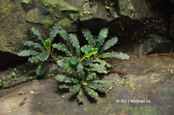 bucephalandra