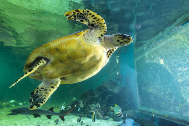 Turtle in Mauritius Aquarium - Pointe aux Piments
