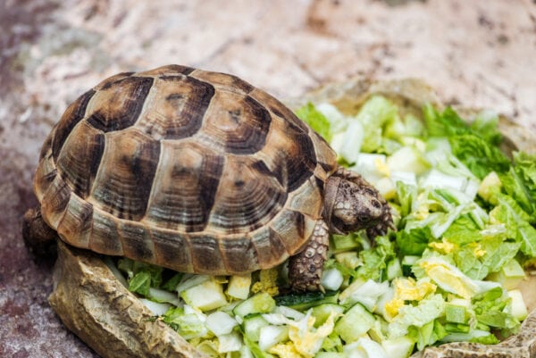 Cute turtle eating fresh chopped green lettuce from stone bowl