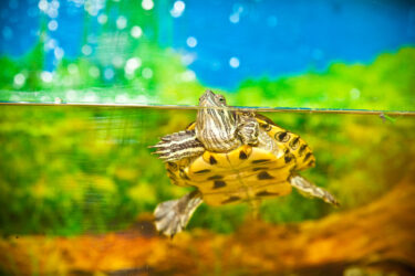 Red-eared slider swimming in the water in the aquarium.