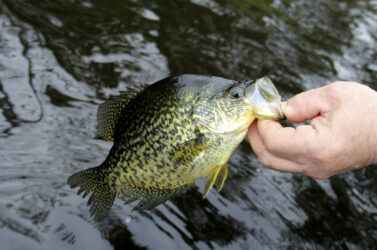 Crappie being released back to the lake by a fisherman