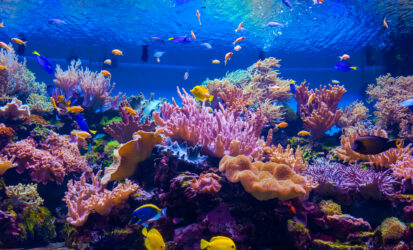 tropical fish on a coral reef.