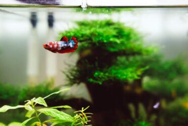 Best Tank for Betta Fish Buyer's Guide