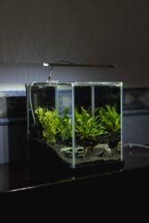 Fish tank on a table