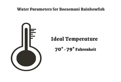 Boesemani Rainbowfish Tank Temperature