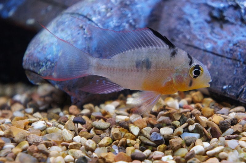 rulle Tilskynde metan Bolivian Ram Cichlid: Care, Breeding and Everything Else to Know