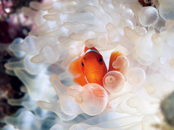 Bubble Tip Anemones Friendly Fish