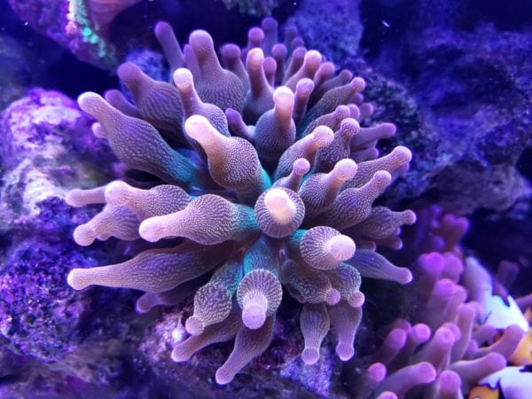 Healthy Bubble Tip Anemone