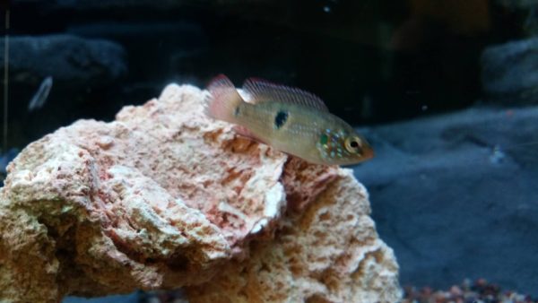Loss of Coloration in Jewel Cichlid