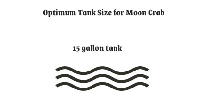 Optimum Tank Size for Moon Crab
