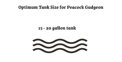 Optimum Tank Size for Peacock Gudgeon