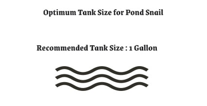 Optimum Tank Size for Pond Snail