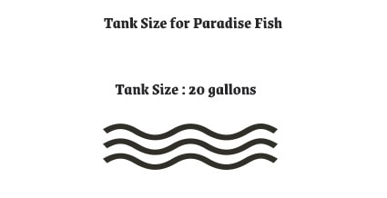 Paradise Fish Tank Size
