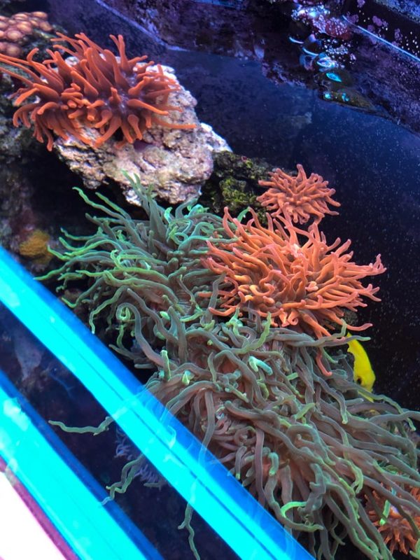 Different Types of Bubble Tip Anemone