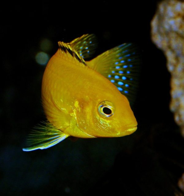 African Cichlids Appearance