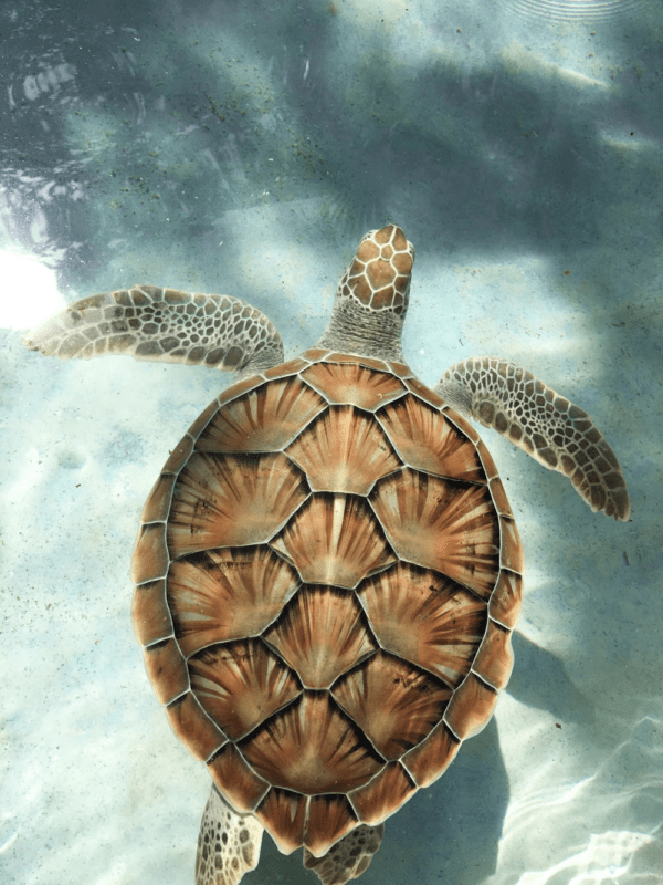 Is A Sea Turtle Shell Bulletproof